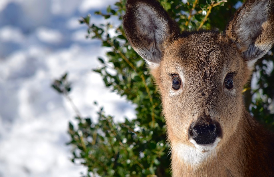 deer, doe, close-up