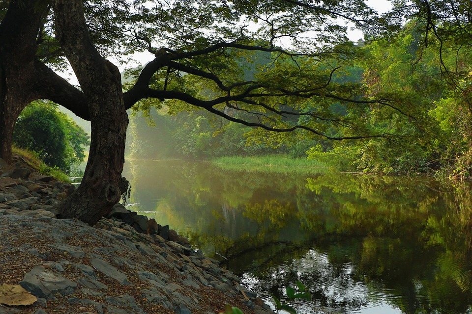river, embankment, tree