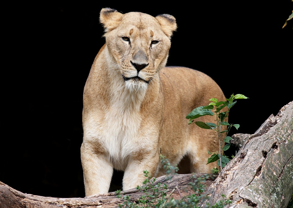 leone, female, animal