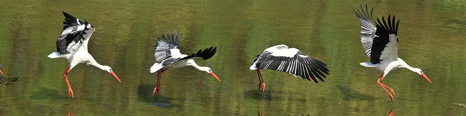 white stork, flight, bird flight