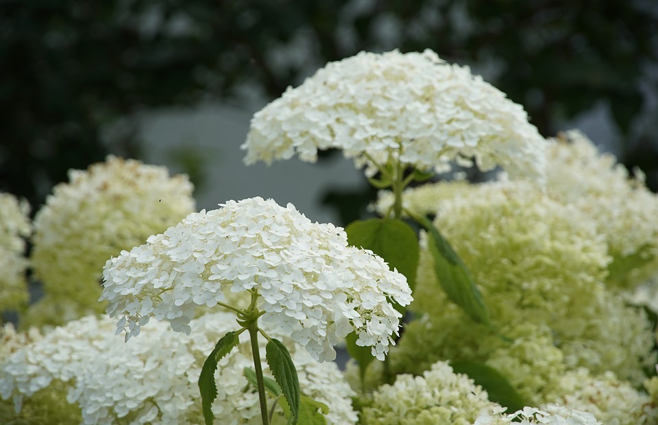 hydrangea, flowers, white