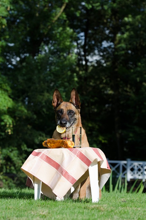 malinois, belgian shepherd dog, picnic