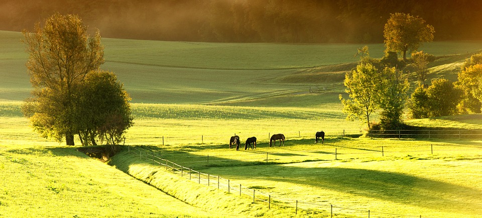 horses, meadow, spring