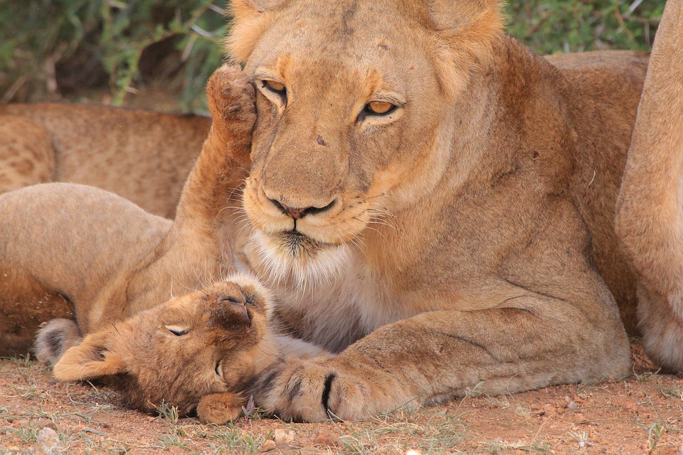 cub, mother, young