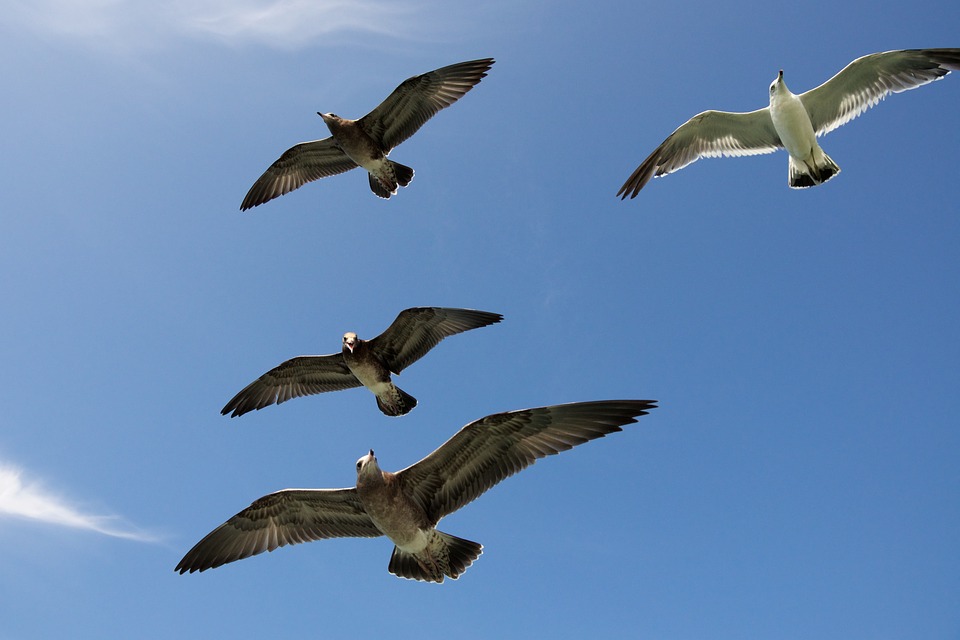 seagulls, gulls, seabird