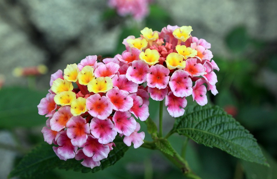 small flowers, pink flowers, yellow flowers