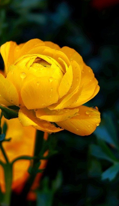yellow flower, spring, garden
