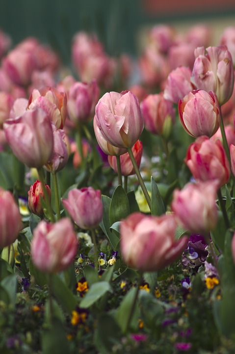 tulips, flowers, roses