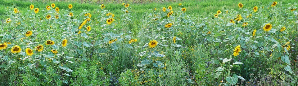 sunflower, field, relief