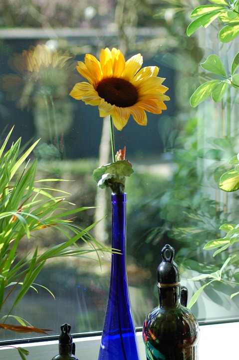 sunflower, vase, blue