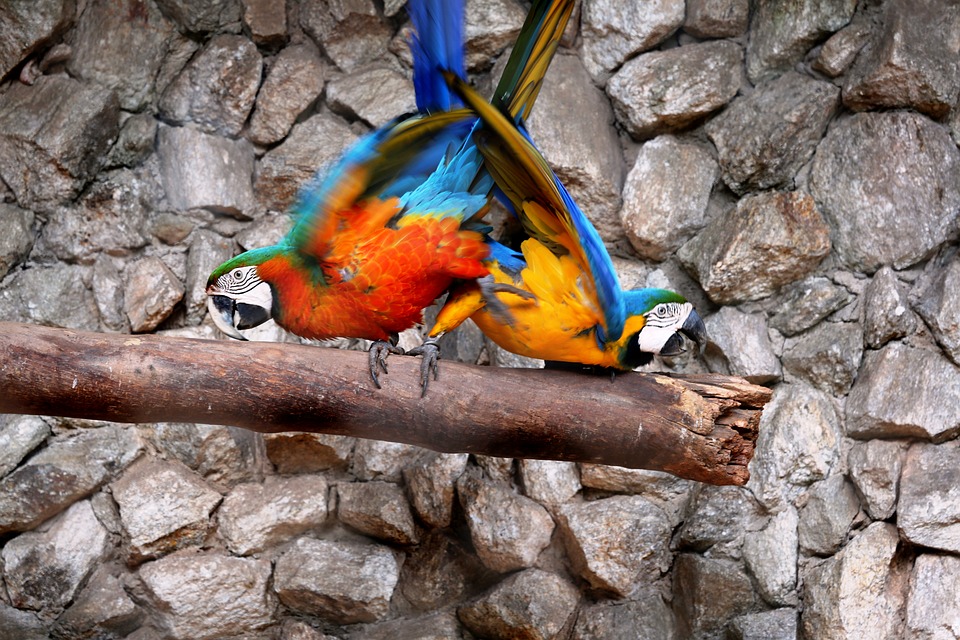 macaws in the natural background, birds, colorful