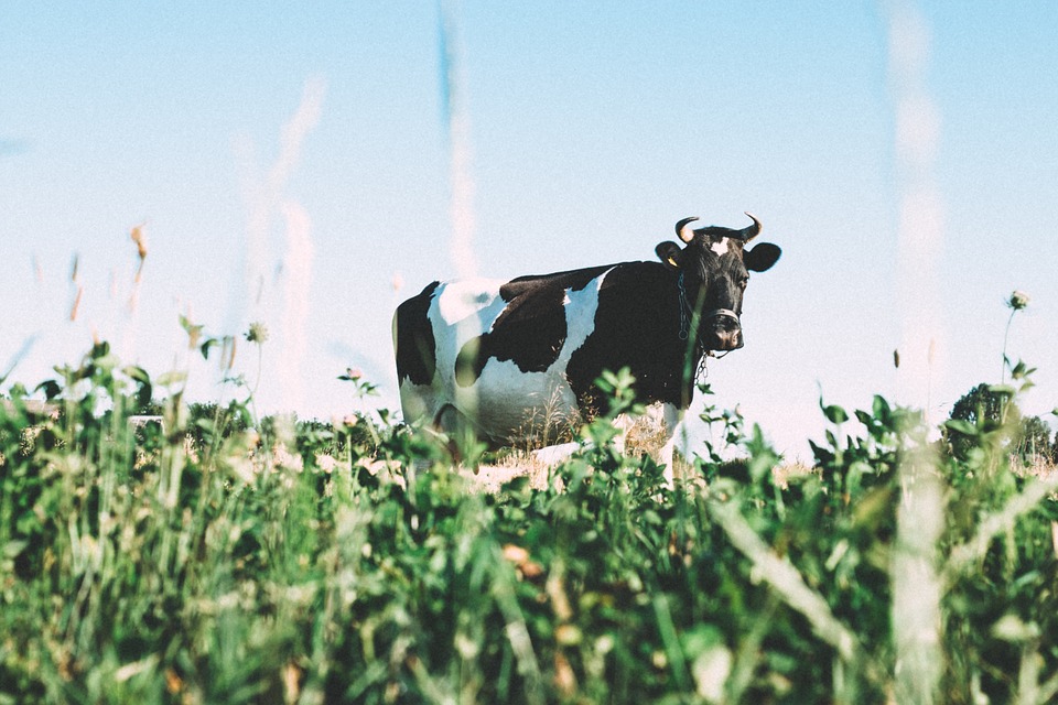 cow, grass, field