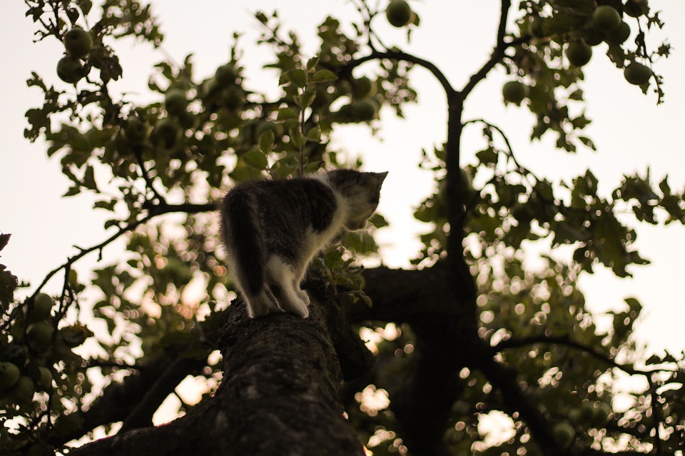 cat, climbing, tree