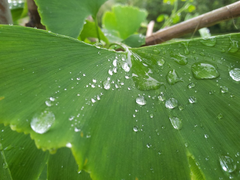 drop, droplet, leaf