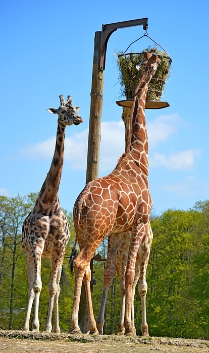 giraffe, nature, zoo
