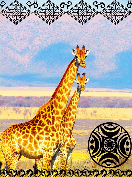 giraffe, africa, safari
