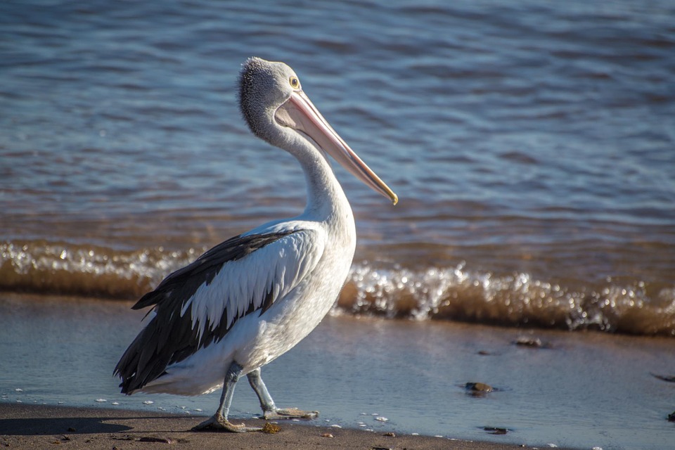 pelican, bird, australia