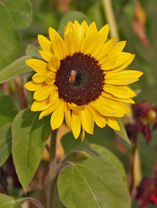 sunflower, bee, wasp