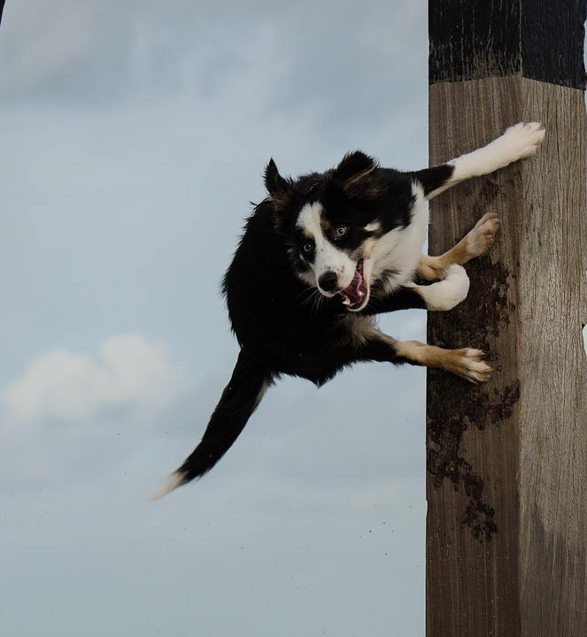 dog jumps on pole, jumping dog, funny charisma
