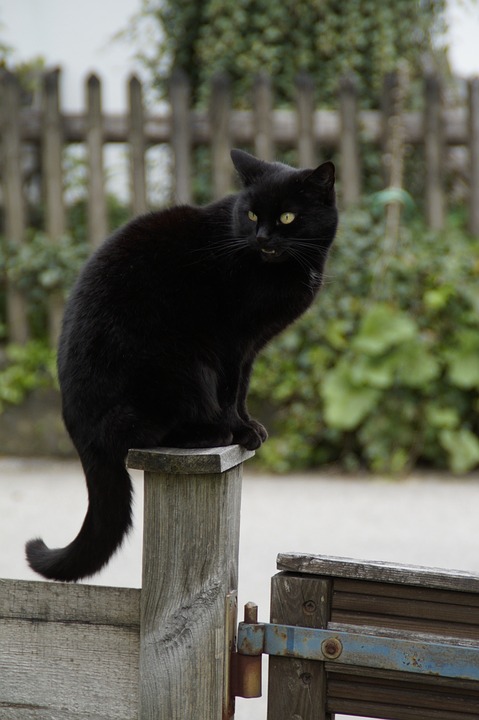cat, black, black cat