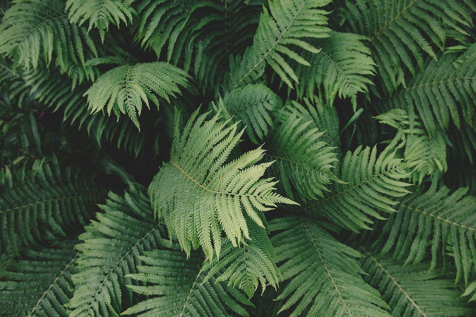fern, plant, green