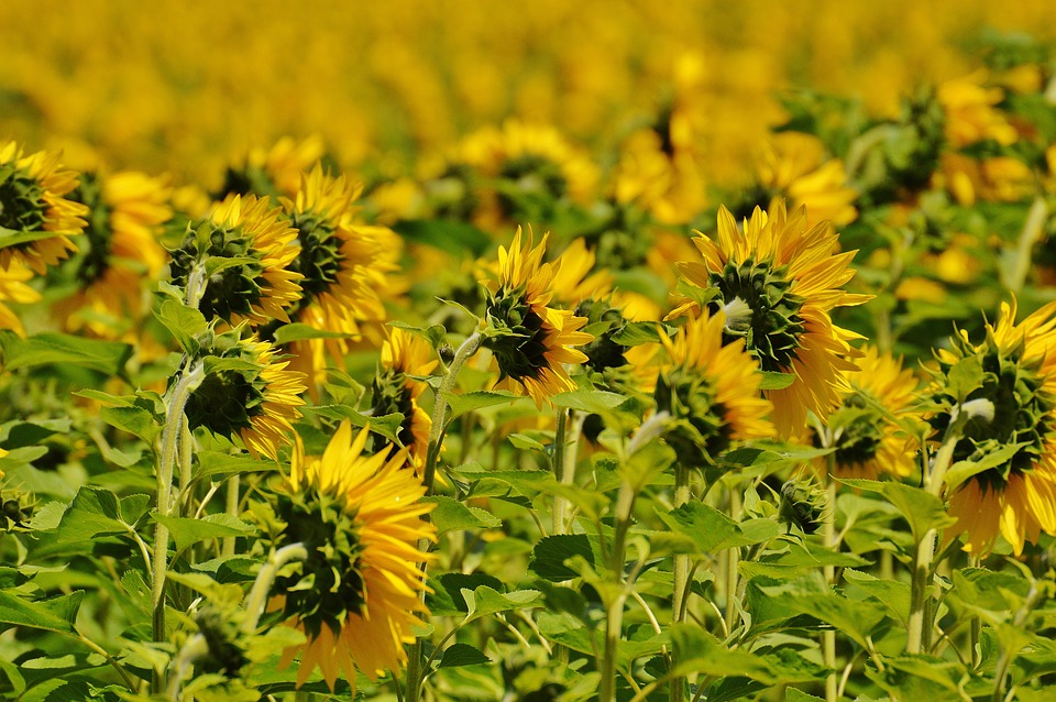 sunflower, field, from the rear