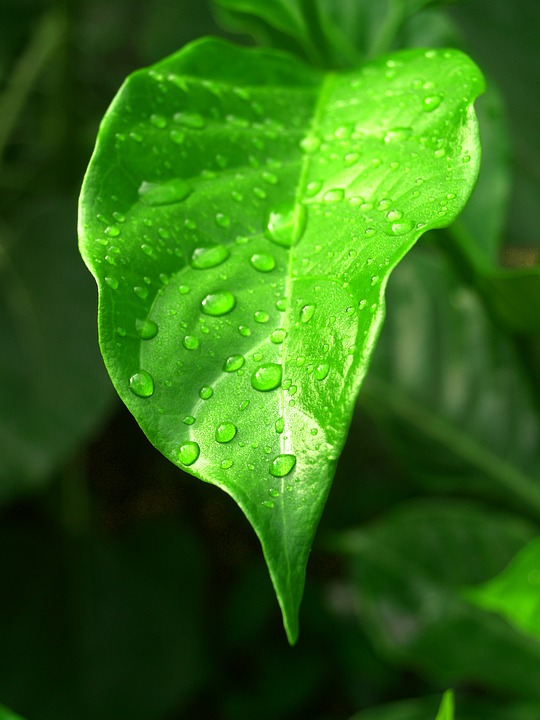 Green leaf with waterdrops after rain - Stock Image - Everypixel