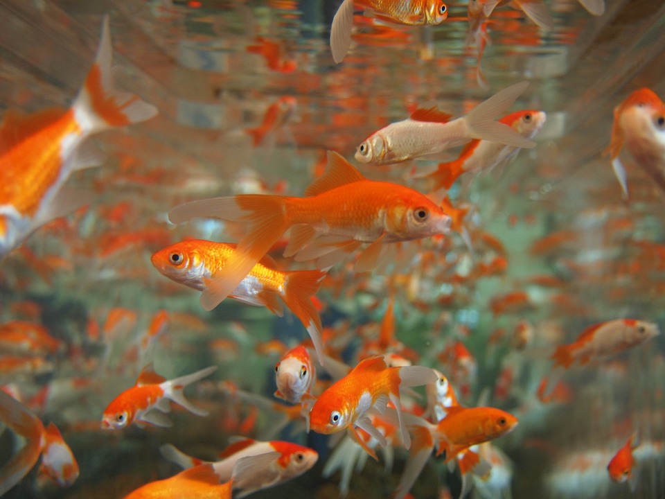 goldfish, aquarium, underwater