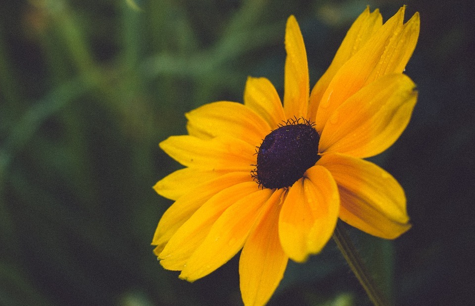yellow, flower, nature