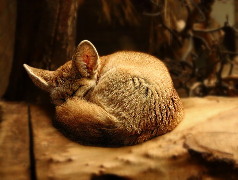 fox, nature, little fox