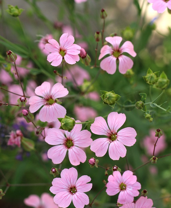 pink flowers, small flowers, garden