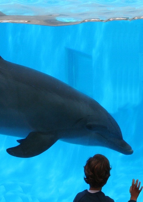 dolphin, dolphin and boy, friendship