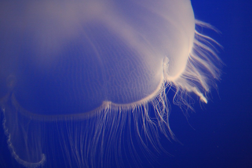 jellyfish, saltwater, aquatic