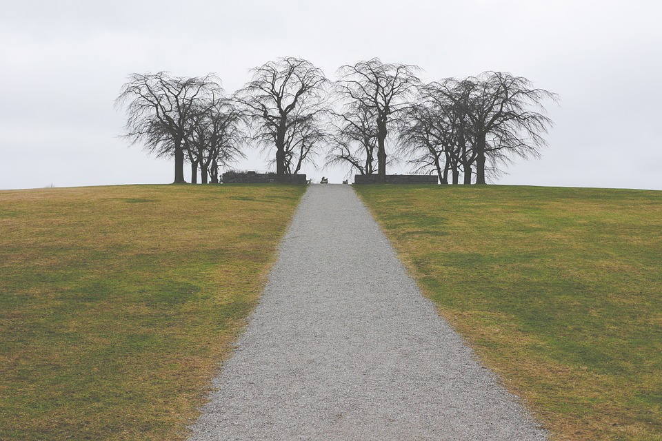 path, way, trees