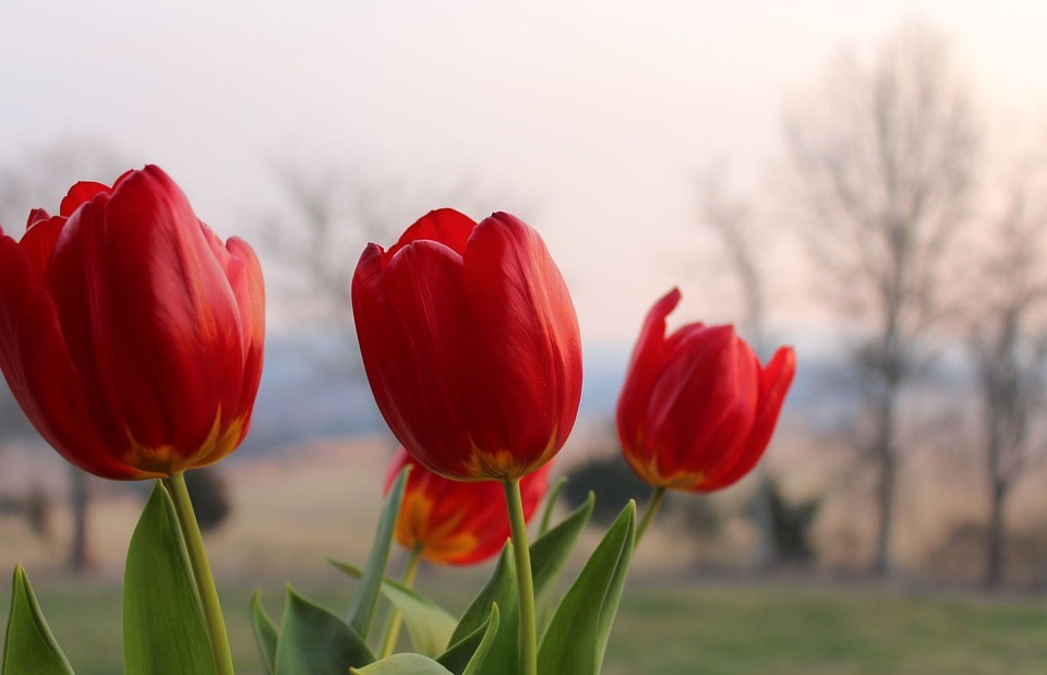 red tulips, pink, background