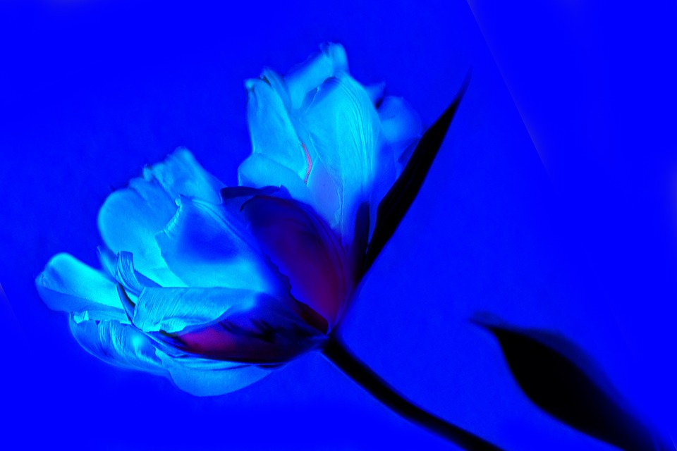 art, tulip, blue