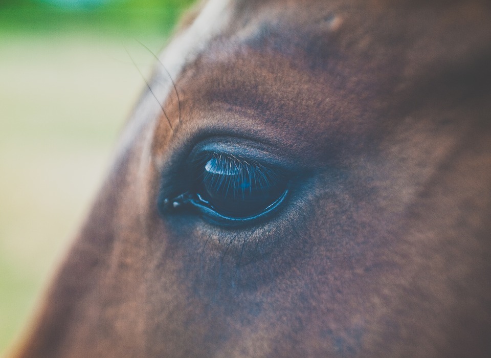 animal, blur, brown horse