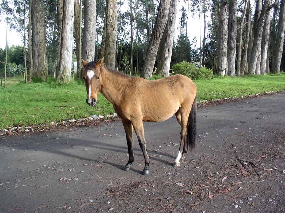 horse, eucalyptus, ecuador