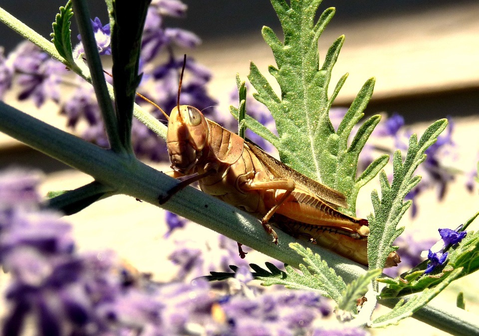 cicada, cricket, insect