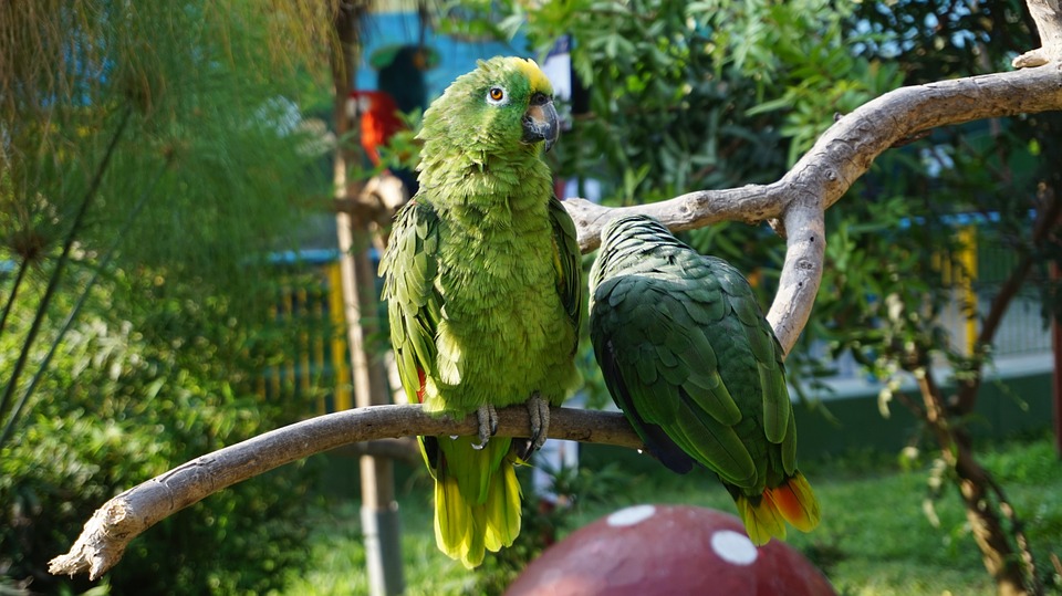 parrot, birds, animals