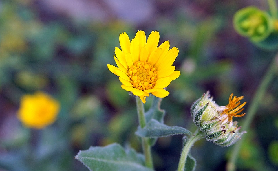 flower, yellow, small