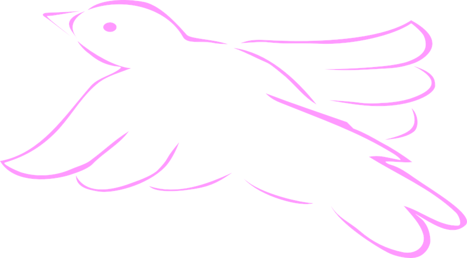 pink, bird, dove