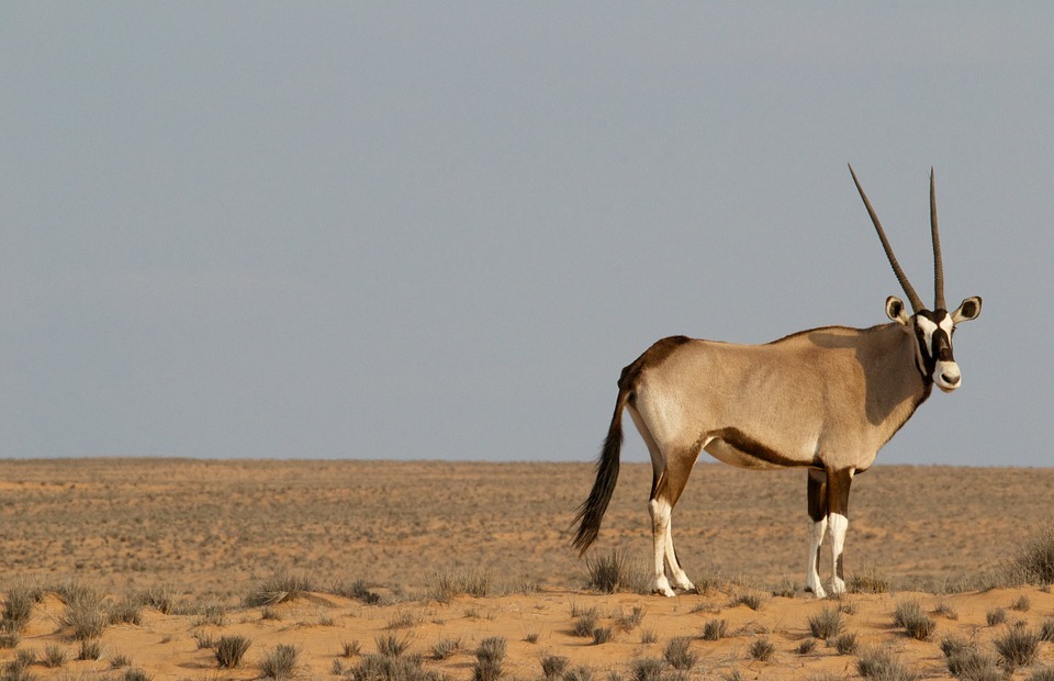 oryx, antelope, wildlife
