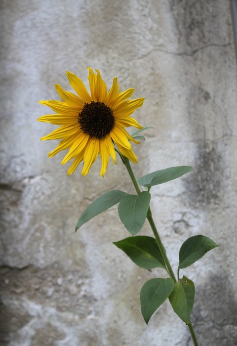 sunflower, nature, yellow