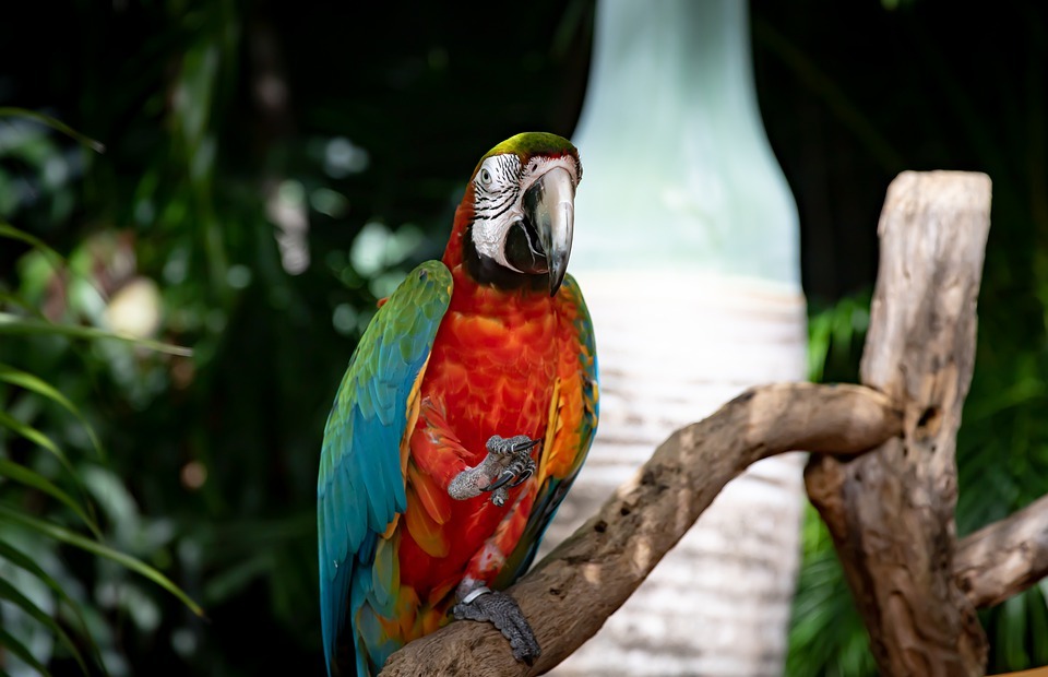 parrot, exotic, bird
