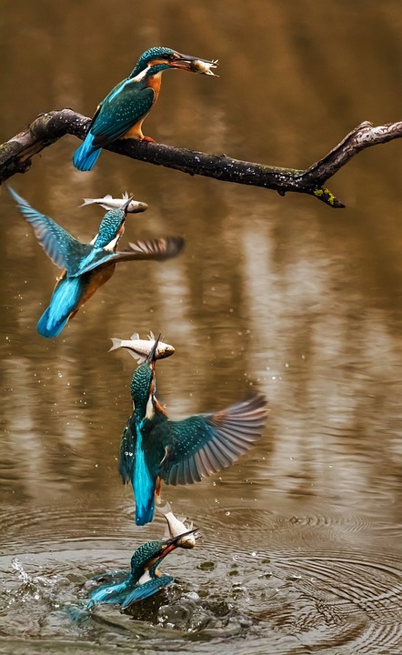 kingfisher, bird, alcedo atthis