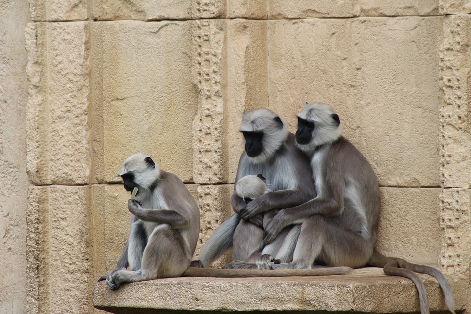 animal, monkey, family