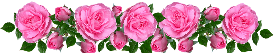 flowers, roses, pink