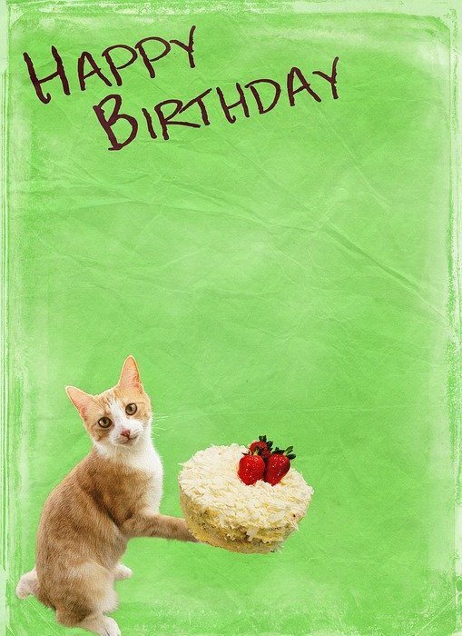 birthday, cat, cake