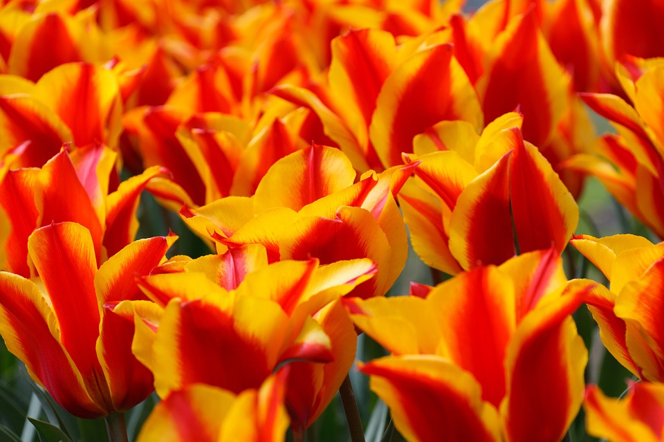 red, yellow, tulips